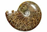 Polished Ammonite (Cleoniceras) Fossil - Madagascar #352365-1